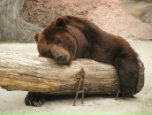 Фотография Черемухина Кирилла