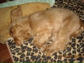 Игорь Горох фотография #16 (источник - https://vk.com/id6322143)