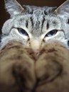 Діана Ставка фотография #17 (источник - https://vk.com/id166687039)