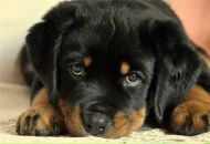 Фотография Артемова Дмитрия