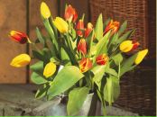 Фотография Герасимовой Юлии