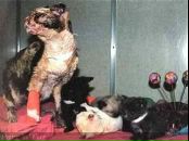 Іра Кирилів фотография #34 (источник - https://vk.com/id51970196)