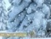 Діана Саврацька фотография #25 (источник - https://vk.com/id132235148)