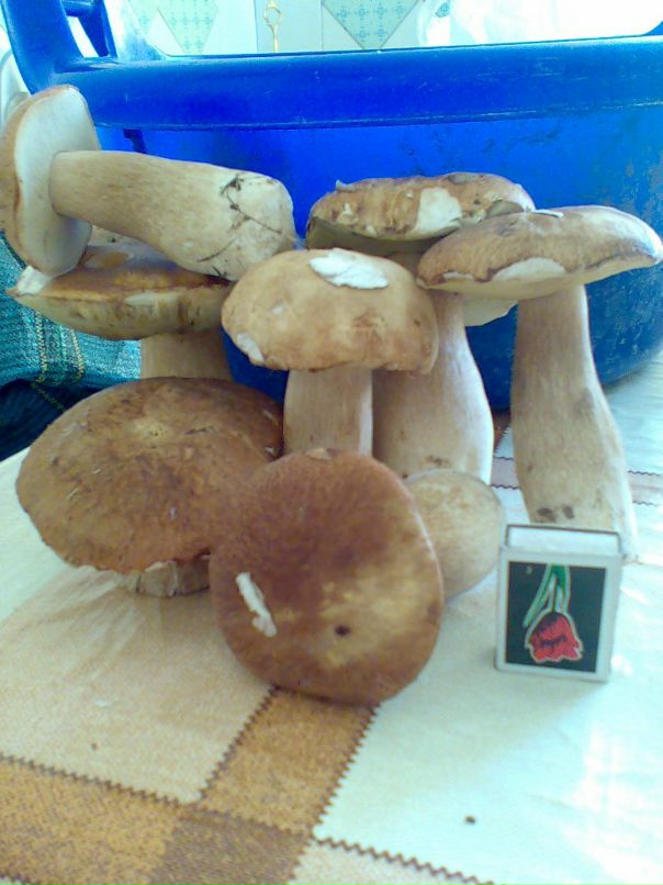 Dmitry Tolstenko фотография #25