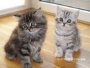 Іванна Штефуца фотография #2 (источник - https://vk.com/id169546633)
