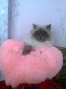Юля Снісар фотография #25 (источник - https://vk.com/id154933492)