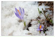 Фотография Несветаевой Анны