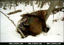 Богдан Ліпич фотография #31 (источник - https://vk.com/id59612578)