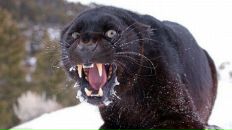 Фотография Koshkin Andrey