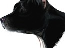 Tayson Pitbul=jermani фотография #13 (источник - https://vk.com/id70604395)