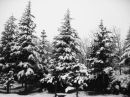 Beşir Deler фотография #20 (источник - https://vk.com/id142785564)