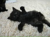 Фотография Добровольской Елены