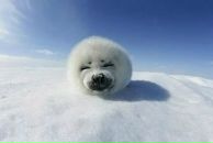 Фотография Kalinin Vadim