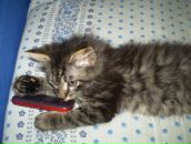 Фотография Витковской Екатерины