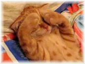 Фотография Мосмана Антона