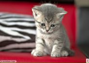 Фотография Башировой Анюты