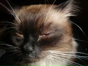 Фотография Полосина Алексея