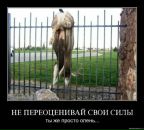 Фотография Jazz Vodka