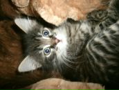 Фотография Крылова Ильи