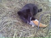 Федір Чесак фотография #25 (источник - https://vk.com/id100963214)