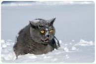 Фотография Элкснита Романа