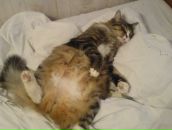 Фотография Дулич Веронички