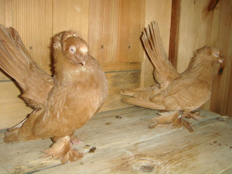 Виктор Приколаб фотография #49