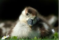 Віктор Якубовський фотография #14 (источник - https://vk.com/id8578390)