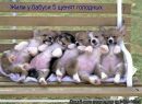 Софія Муравель фотография #24 (источник - https://vk.com/id155560830)