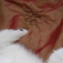 Ілья Янкiвський фотография #47 (источник - https://vk.com/id144611634)