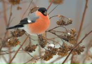 Фотография Рукавичниковой Валентины
