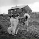 Толя Даниленко фотография #29 (источник - https://vk.com/id2023558)