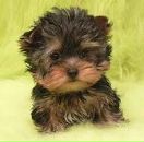 Вітуся Яворська фотография #11 (источник - https://vk.com/id62051390)