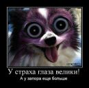 Фотография Гладкоскок Юлии