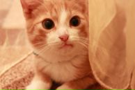 Фотография Котик Татьяны