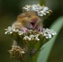 Фотография Пестовниковой Ирины