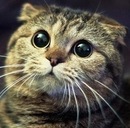 Ігор Папроцький фотография #43 (источник - https://vk.com/id138065142)