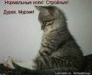 Маська ))) фотография #25 (источник - https://vk.com/id151896606)
