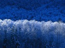 Фотография Корневой Елены