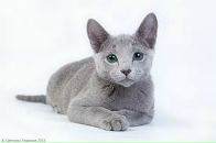 Фотография Эрдели Иры