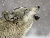 Фотография Хаустова Антона