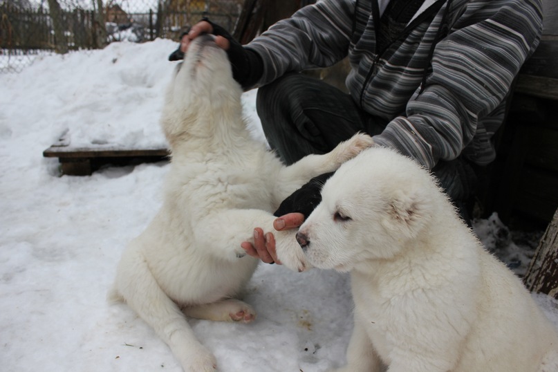 Василий Тихонов фотография #39