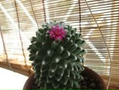 Фотография Какуркиной Натальи