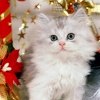 Сашко Федінчик фотография #12 (источник - https://vk.com/id167928114)
