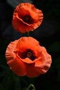 Фотография Васильевой Ирины