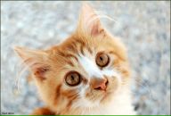 Фотография Генова Павла