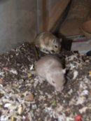 Simon Barnes фотография #10 (источник - https://vk.com/id4585467)