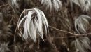 White Wind фотография #10 (источник - https://vk.com/id2496260)