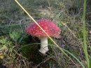 Андрій Тихолоз фотография #28 (источник - https://vk.com/id18278532)