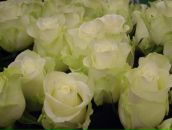 Вікуля Рабець фотография #36 (источник - https://vk.com/id38076758)